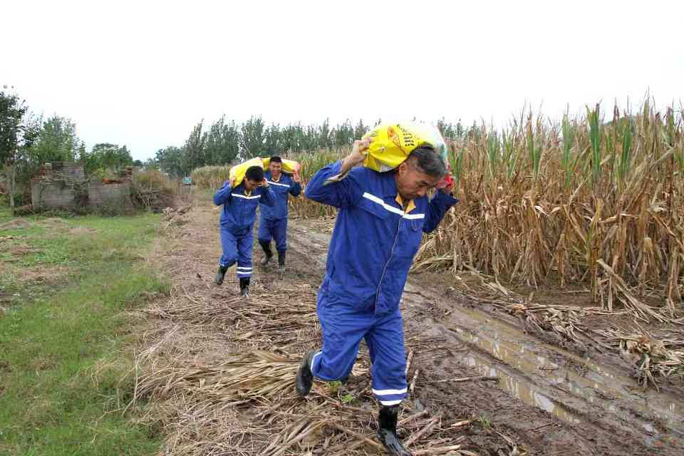 秋雨急农时 志愿暖民心——淮海实业集团相山水泥众城分厂职工助农抢收玉米(图3) 秋雨急农时 志愿暖民心——淮海实业集团相山水泥众城分厂职工助农抢收玉米(图3)