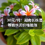 30元/吨！湖南长株潭等地水泥价格推涨